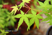 - Acer palmatum 'La Diabla' Japanese Maple - Mr Maple │ Buy Japanese Maple Trees