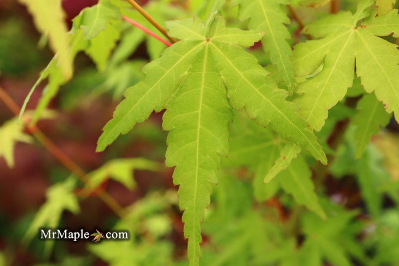 - Acer palmatum 'La Diabla' Japanese Maple - Mr Maple │ Buy Japanese Maple Trees