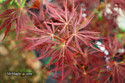 - Acer palmatum 'Lady Abbess' Japanese Maple - Mr Maple │ Buy Japanese Maple Trees