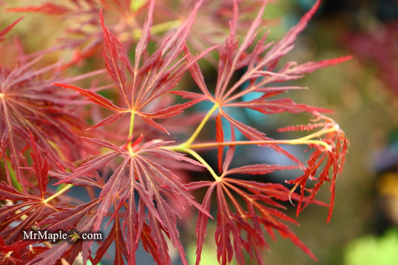 - Acer palmatum 'Lady Abbess' Japanese Maple - Mr Maple │ Buy Japanese Maple Trees
