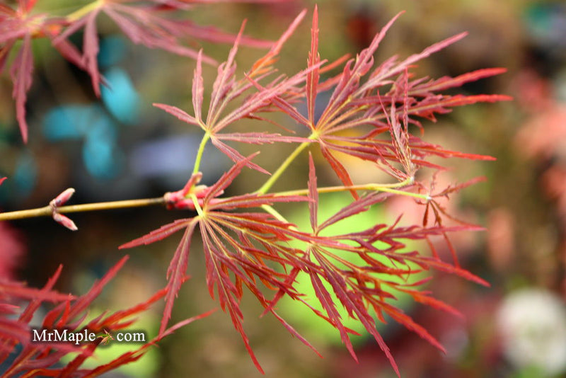 - Acer palmatum 'Lady Abbess' Japanese Maple - Mr Maple │ Buy Japanese Maple Trees