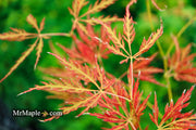 - Acer palmatum 'Lady Abbess' Japanese Maple - Mr Maple │ Buy Japanese Maple Trees