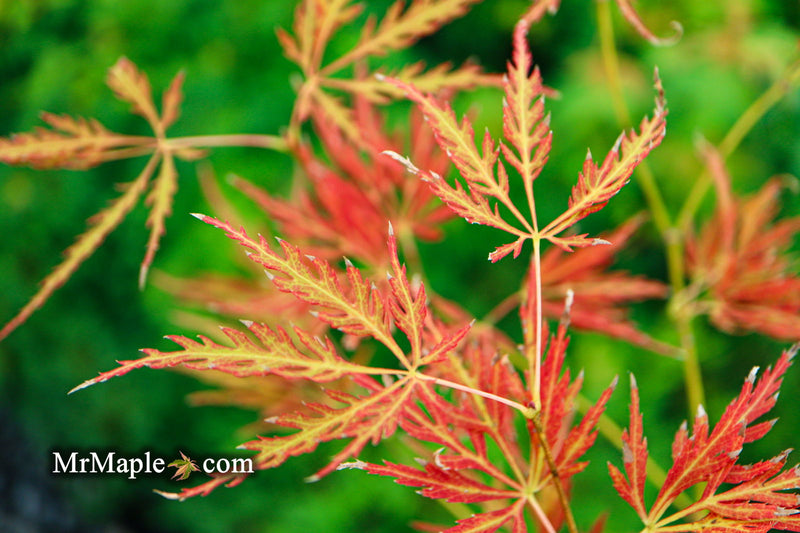 - Acer palmatum 'Lady Abbess' Japanese Maple - Mr Maple │ Buy Japanese Maple Trees
