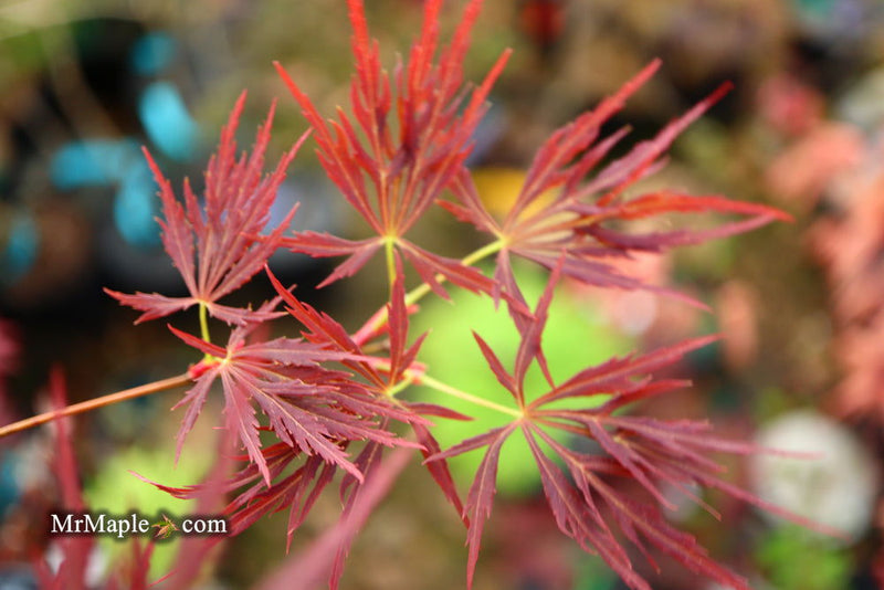 - Acer palmatum 'Lady Abbess' Japanese Maple - Mr Maple │ Buy Japanese Maple Trees