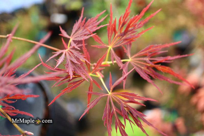 - Acer palmatum 'Lady Abbess' Japanese Maple - Mr Maple │ Buy Japanese Maple Trees