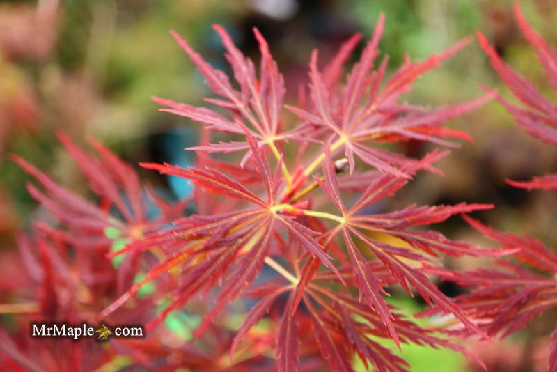 - Acer palmatum 'Lady Abbess' Japanese Maple - Mr Maple │ Buy Japanese Maple Trees