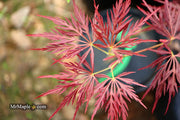 - Acer palmatum 'Lady Abbess' Japanese Maple - Mr Maple │ Buy Japanese Maple Trees