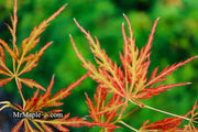 - Acer palmatum 'Lady Abbess' Japanese Maple - Mr Maple │ Buy Japanese Maple Trees