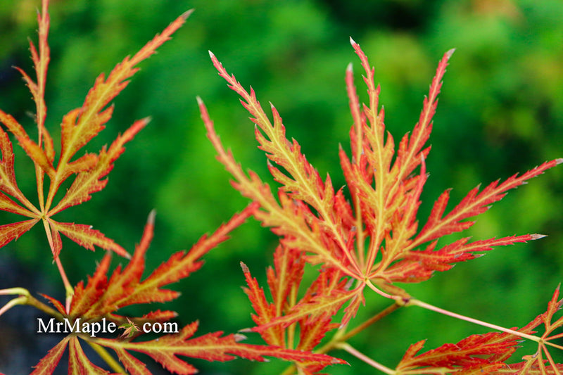 - Acer palmatum 'Lady Abbess' Japanese Maple - Mr Maple │ Buy Japanese Maple Trees
