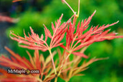 - Acer palmatum 'Lady Abbess' Japanese Maple - Mr Maple │ Buy Japanese Maple Trees