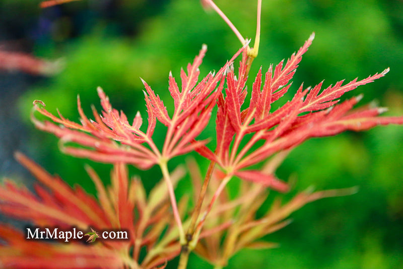 - Acer palmatum 'Lady Abbess' Japanese Maple - Mr Maple │ Buy Japanese Maple Trees