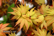 - Acer palmatum 'Lady Bug' Japanese Maple - Mr Maple │ Buy Japanese Maple Trees