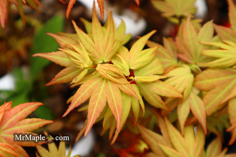 - Acer palmatum 'Lady Bug' Japanese Maple - Mr Maple │ Buy Japanese Maple Trees