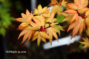 - Acer palmatum 'Lady Bug' Japanese Maple - Mr Maple │ Buy Japanese Maple Trees