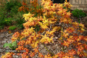 - Acer palmatum 'Lady Bug' Japanese Maple - Mr Maple │ Buy Japanese Maple Trees