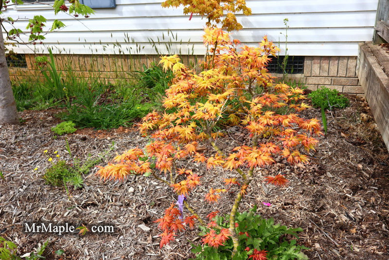 - Acer palmatum 'Lady Bug' Japanese Maple - Mr Maple │ Buy Japanese Maple Trees