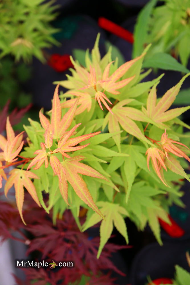 - Acer palmatum 'Lady Bug' Japanese Maple - Mr Maple │ Buy Japanese Maple Trees