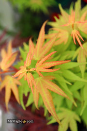- Acer palmatum 'Lady Bug' Japanese Maple - Mr Maple │ Buy Japanese Maple Trees