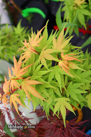 - Acer palmatum 'Lady Bug' Japanese Maple - Mr Maple │ Buy Japanese Maple Trees