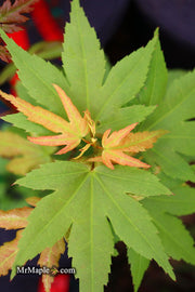 - Acer palmatum 'Lady Bug' Japanese Maple - Mr Maple │ Buy Japanese Maple Trees