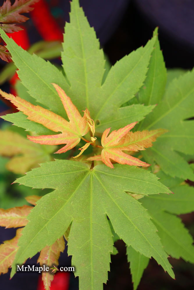 - Acer palmatum 'Lady Bug' Japanese Maple - Mr Maple │ Buy Japanese Maple Trees