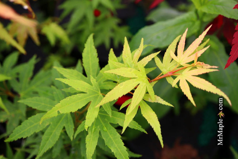 - Acer palmatum 'Lady Bug' Japanese Maple - Mr Maple │ Buy Japanese Maple Trees