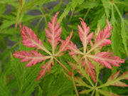 - Acer palmatum 'Lemon Chiffon' Weeping Japanese Maple - Mr Maple │ Buy Japanese Maple Trees