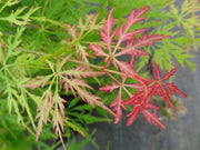 - Acer palmatum 'Lemon Chiffon' Weeping Japanese Maple - Mr Maple │ Buy Japanese Maple Trees