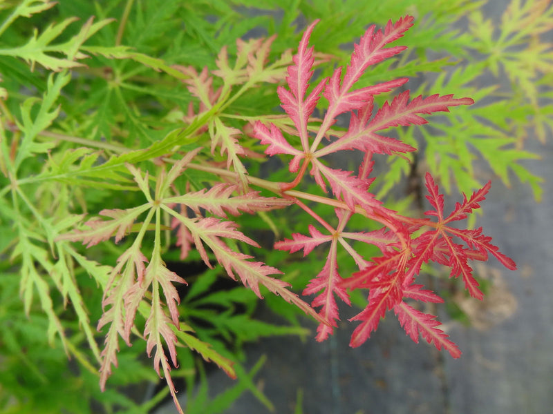 - Acer palmatum 'Lemon Chiffon' Weeping Japanese Maple - Mr Maple │ Buy Japanese Maple Trees
