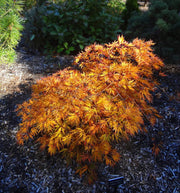 - Acer palmatum 'Lemon Chiffon' Weeping Japanese Maple - Mr Maple │ Buy Japanese Maple Trees