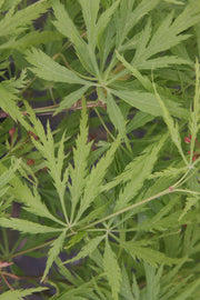 - Acer palmatum 'Lemon Chiffon' Weeping Japanese Maple - Mr Maple │ Buy Japanese Maple Trees