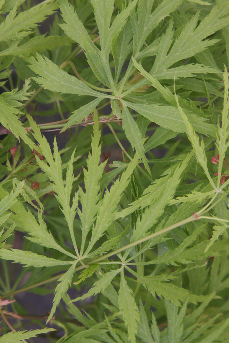 - Acer palmatum 'Lemon Chiffon' Weeping Japanese Maple - Mr Maple │ Buy Japanese Maple Trees