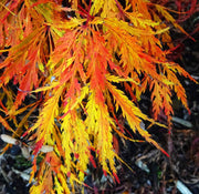 - Acer palmatum 'Lemon Chiffon' Weeping Japanese Maple - Mr Maple │ Buy Japanese Maple Trees