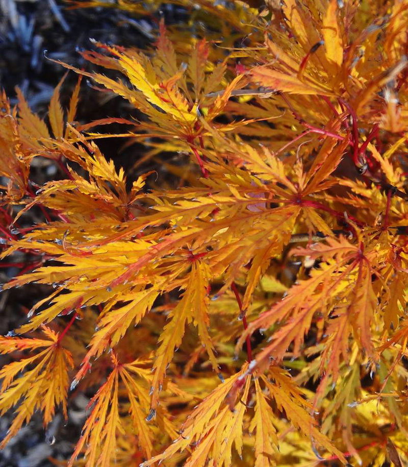 - Acer palmatum 'Lemon Chiffon' Weeping Japanese Maple - Mr Maple │ Buy Japanese Maple Trees