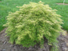 - Acer palmatum 'Lemon Lime Lace' Japanese Maple - Mr Maple │ Buy Japanese Maple Trees