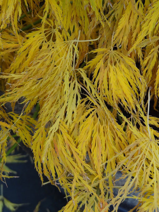 '- Acer palmatum 'Lemon Lime Lace' Japanese Maple - Mr Maple │ Buy Japanese Maple Trees