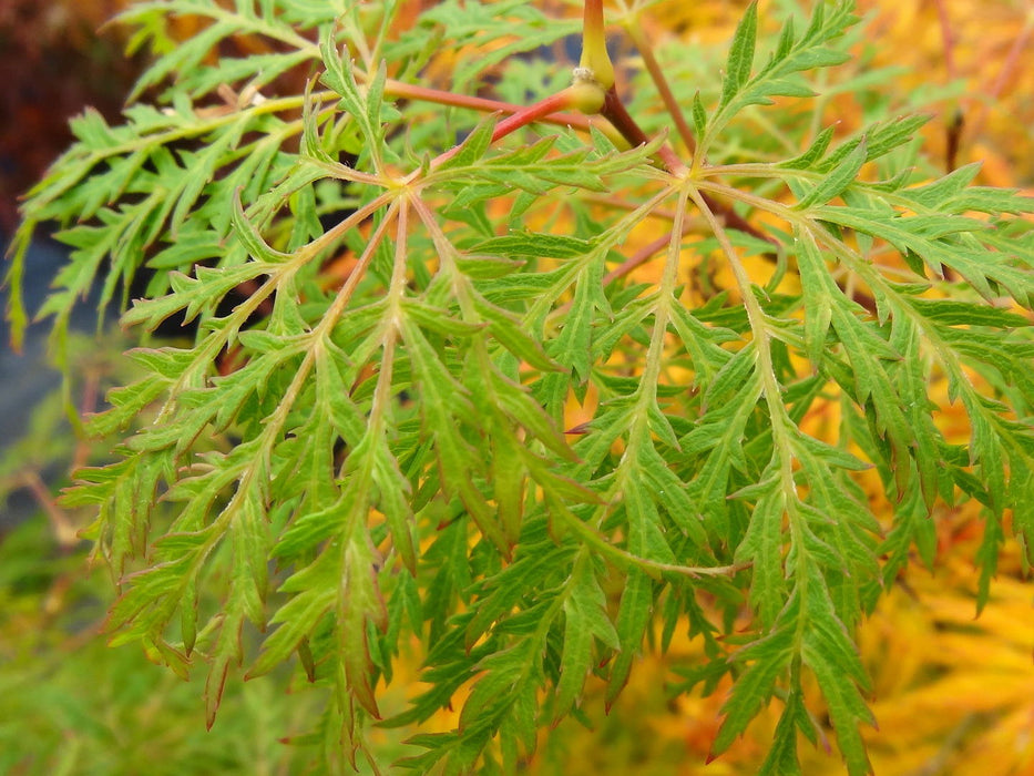 - Acer palmatum 'Lemon Lime Lace' Japanese Maple - Mr Maple │ Buy Japanese Maple Trees