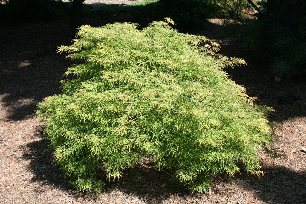 - Acer palmatum 'Lemon Lime Lace' Japanese Maple - Mr Maple │ Buy Japanese Maple Trees