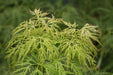 - Acer palmatum 'Lemon Lime Lace' Japanese Maple - Mr Maple │ Buy Japanese Maple Trees