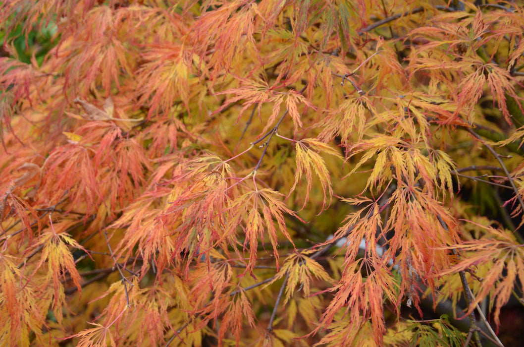 - Acer palmatum 'Lemon Lime Lace' Japanese Maple - Mr Maple │ Buy Japanese Maple Trees