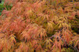 - Acer palmatum 'Lemon Lime Lace' Japanese Maple - Mr Maple │ Buy Japanese Maple Trees