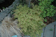 - Acer palmatum 'Lemon Lime Lace' Japanese Maple - Mr Maple │ Buy Japanese Maple Trees