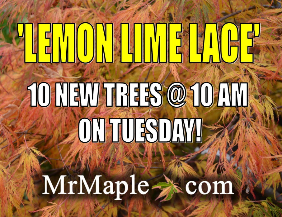 - Acer palmatum 'Lemon Lime Lace' Japanese Maple - Mr Maple │ Buy Japanese Maple Trees