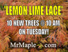 - Acer palmatum 'Lemon Lime Lace' Japanese Maple - Mr Maple │ Buy Japanese Maple Trees