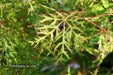 - Acer palmatum 'Lemon Lime Lace' Japanese Maple - Mr Maple │ Buy Japanese Maple Trees