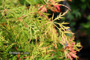- Acer palmatum 'Lemon Lime Lace' Japanese Maple - Mr Maple │ Buy Japanese Maple Trees