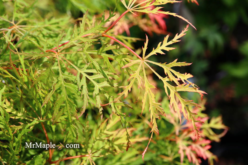 - Acer palmatum 'Lemon Lime Lace' Japanese Maple - Mr Maple │ Buy Japanese Maple Trees