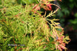 - Acer palmatum 'Lemon Lime Lace' Japanese Maple - Mr Maple │ Buy Japanese Maple Trees