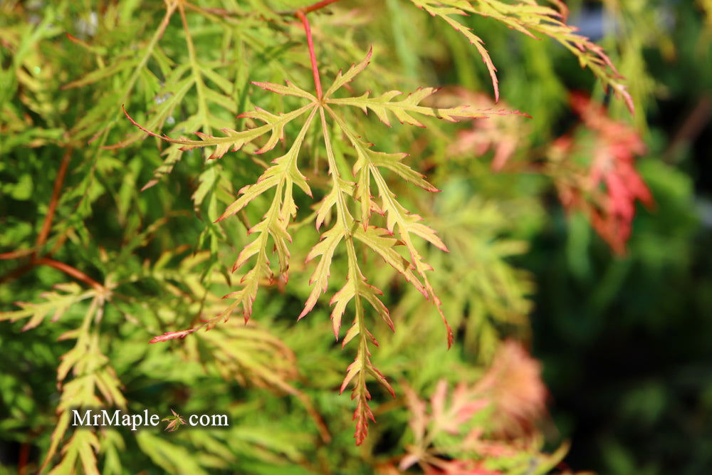 - Acer palmatum 'Lemon Lime Lace' Japanese Maple - Mr Maple │ Buy Japanese Maple Trees