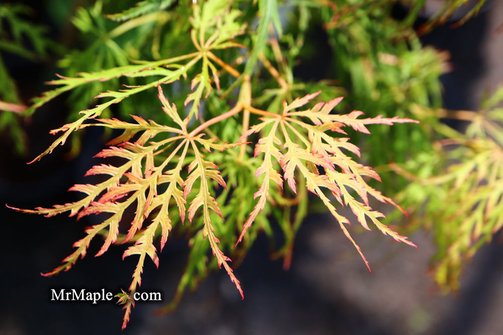 - Acer palmatum 'Lemon Lime Lace' Japanese Maple - Mr Maple │ Buy Japanese Maple Trees